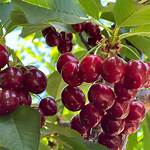 Stella Cherry Tree
