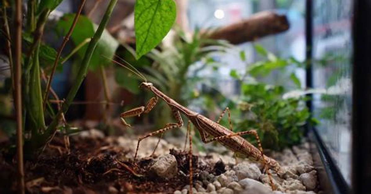 Stick Bug Pet