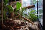 Stick Bug Pet