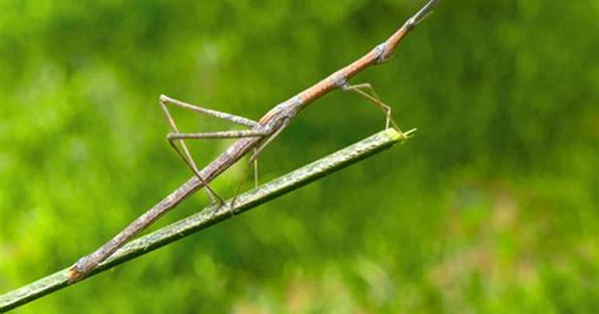 Stickbugs
