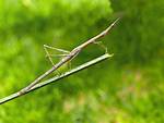 Stickbugs