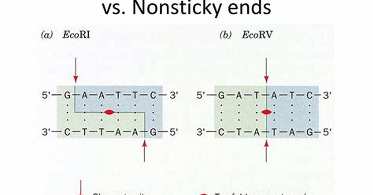Sticky Ends