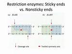 Sticky Ends