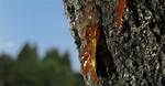 Sticky Stuff from Trees