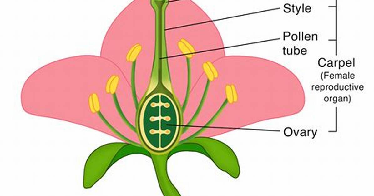 Stigma Flower