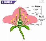 Stigma Flower