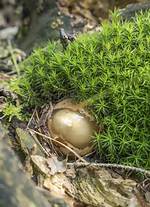 Stinkhorn Egg