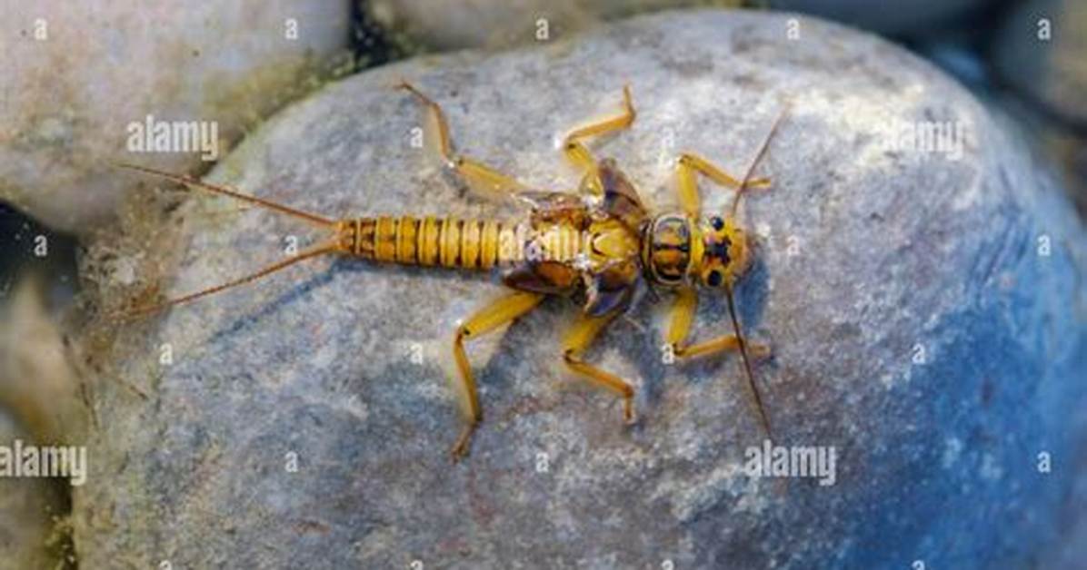 Stonefly Larvae