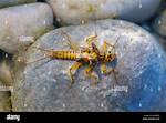 Stonefly Larvae