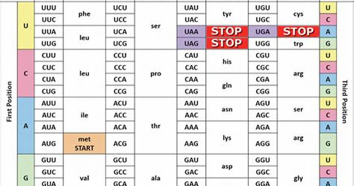 Stop Codon Dna