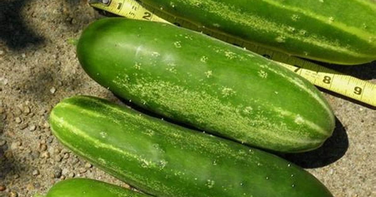 Straight Eight Cucumbers
