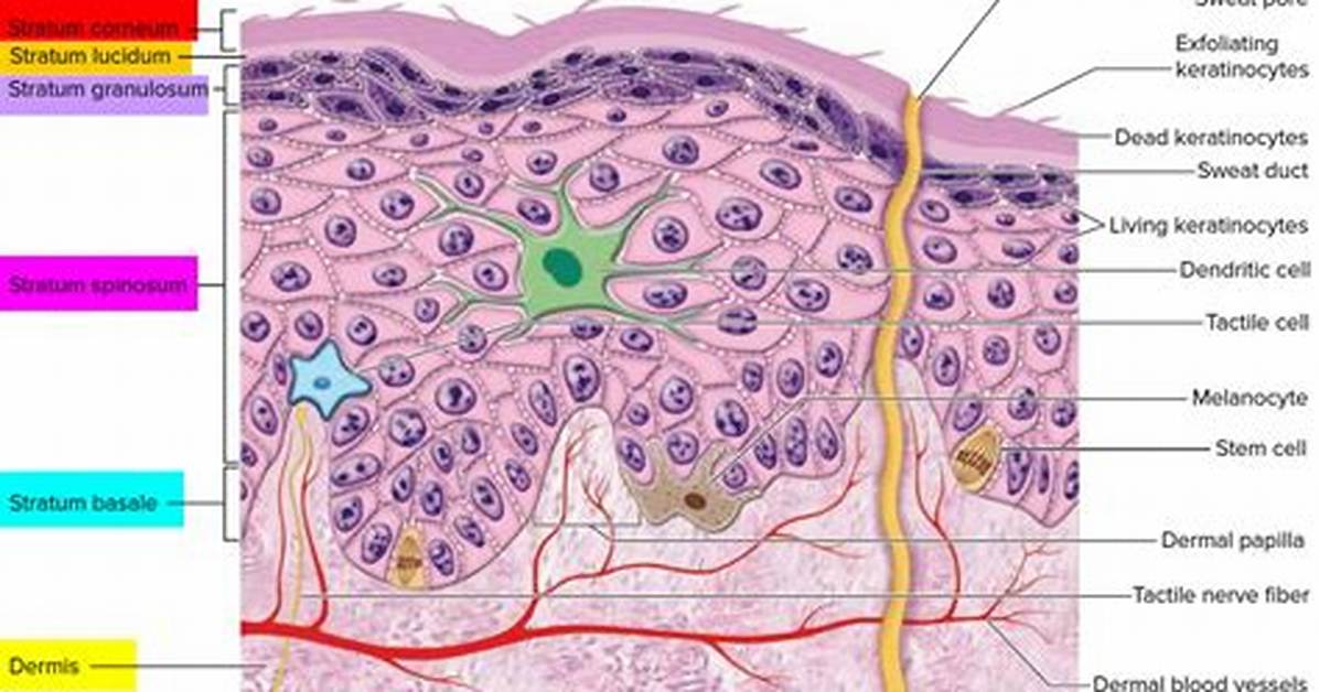 Stratum Corneum Function