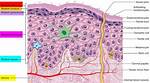 Stratum Corneum Function