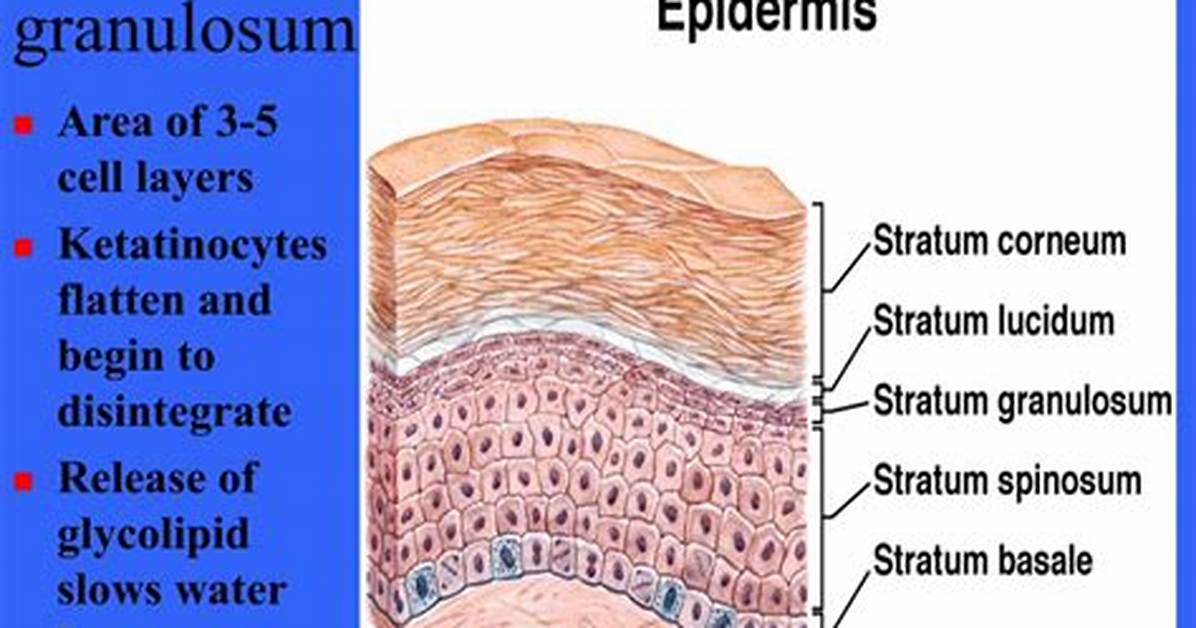 Stratum Granulosum Function