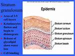 Stratum Granulosum Function