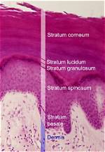 Stratum Lucidum Function