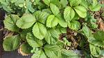 Strawberry Leaves