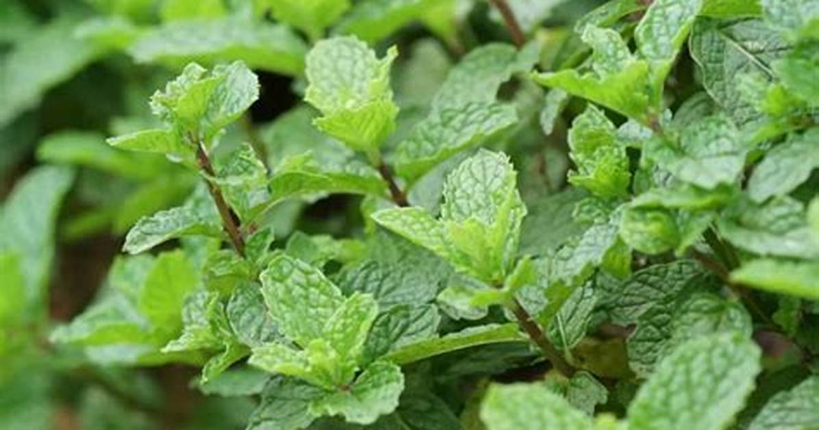 Strawberry Mint