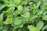 Strawberry Mint