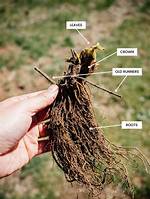 Strawberry Roots