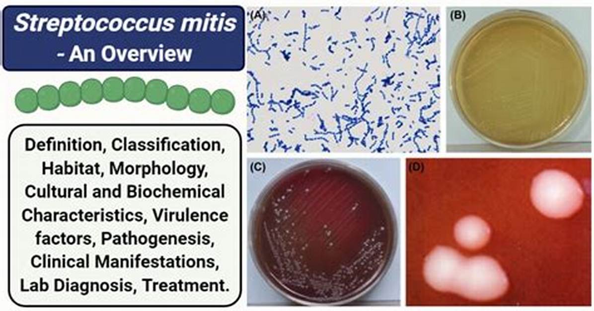 Streptococcus Mitis