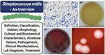 Streptococcus Mitis