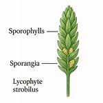 Strobilus