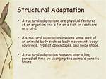 Structural Adaptation Examples