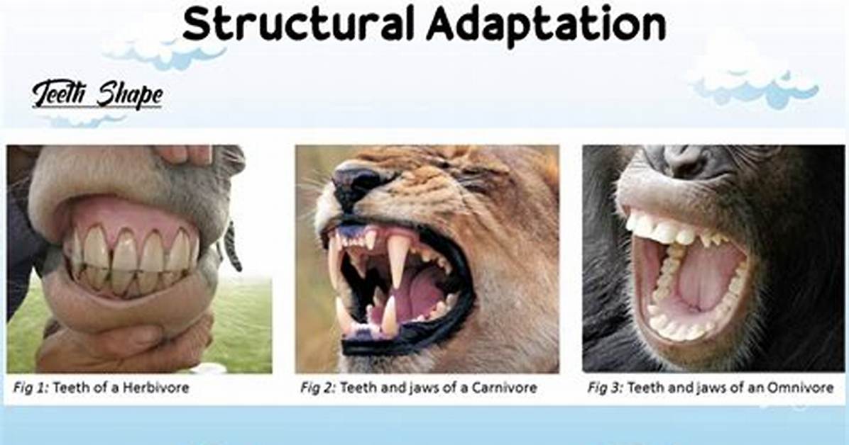 Structural Adaptation