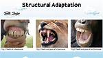 Structural Adaptation