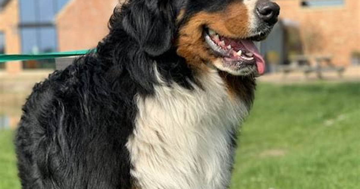 Stud Dog