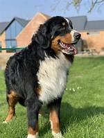 Stud Dog