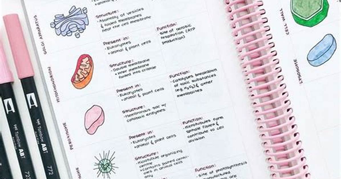 Studytee