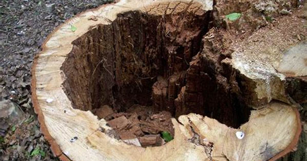 Stump Rot