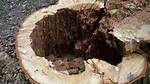 Stump Rot