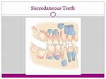 Succedaneous Teeth
