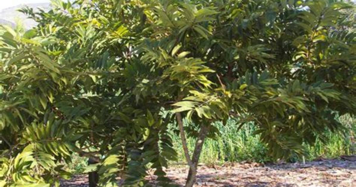 Sugar Apple Tree