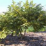 Sugar Apple Tree
