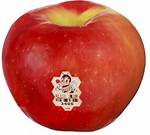 Sugar Bee Apple