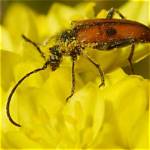Sugar-Loving Insect