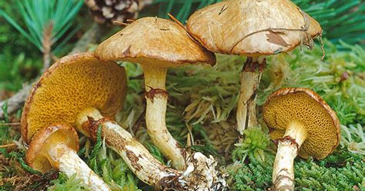 Suillus