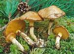 Suillus