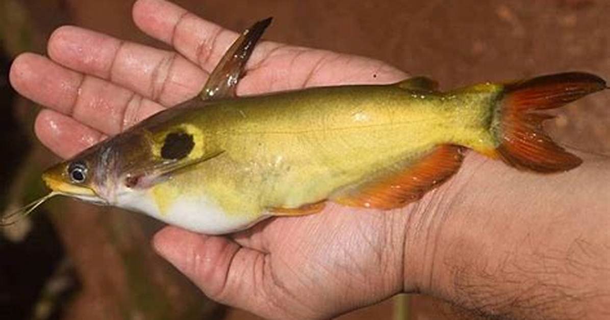 Sun Catfish