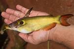 Sun Catfish
