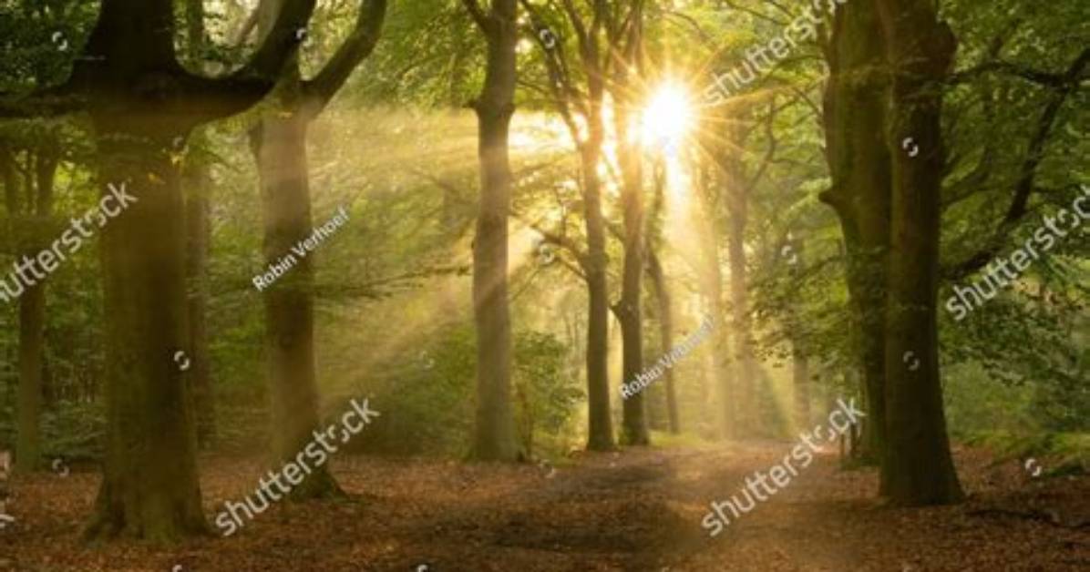 Sunbeams