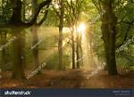 Sunbeams
