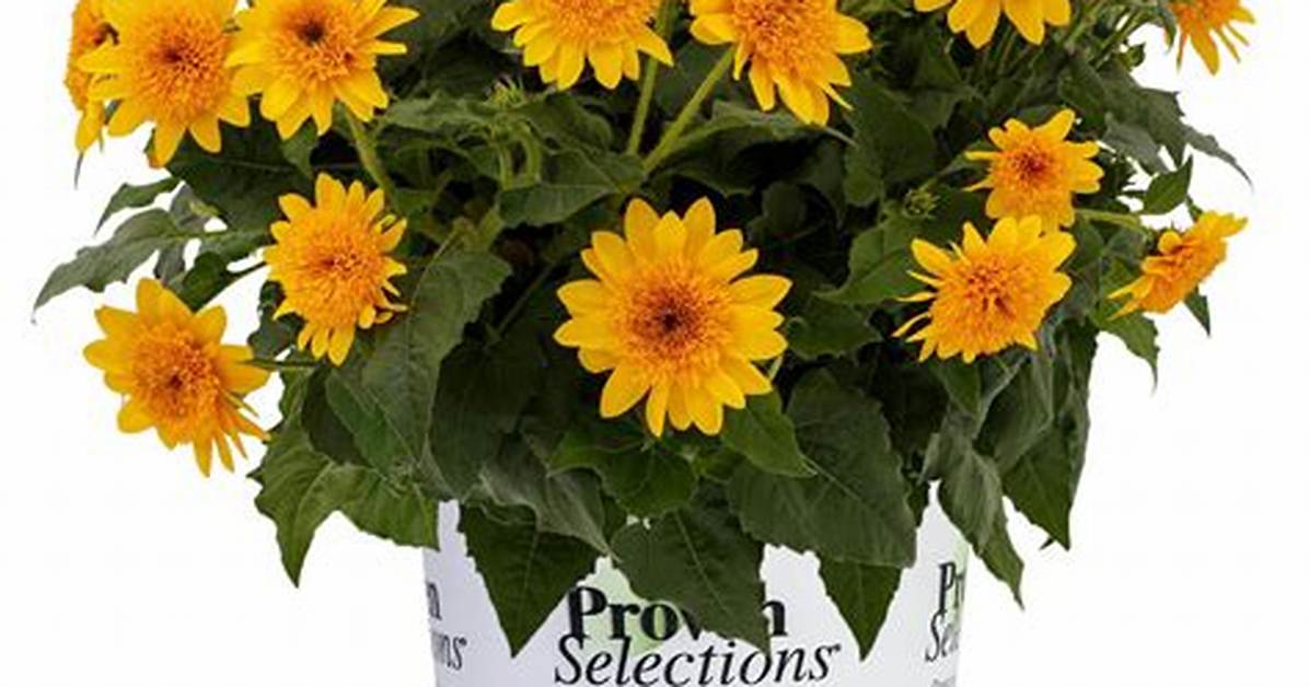 Sunfinity Sunflower
