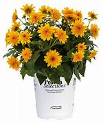 Sunfinity Sunflower