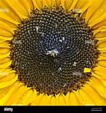 Sunflower Close Up