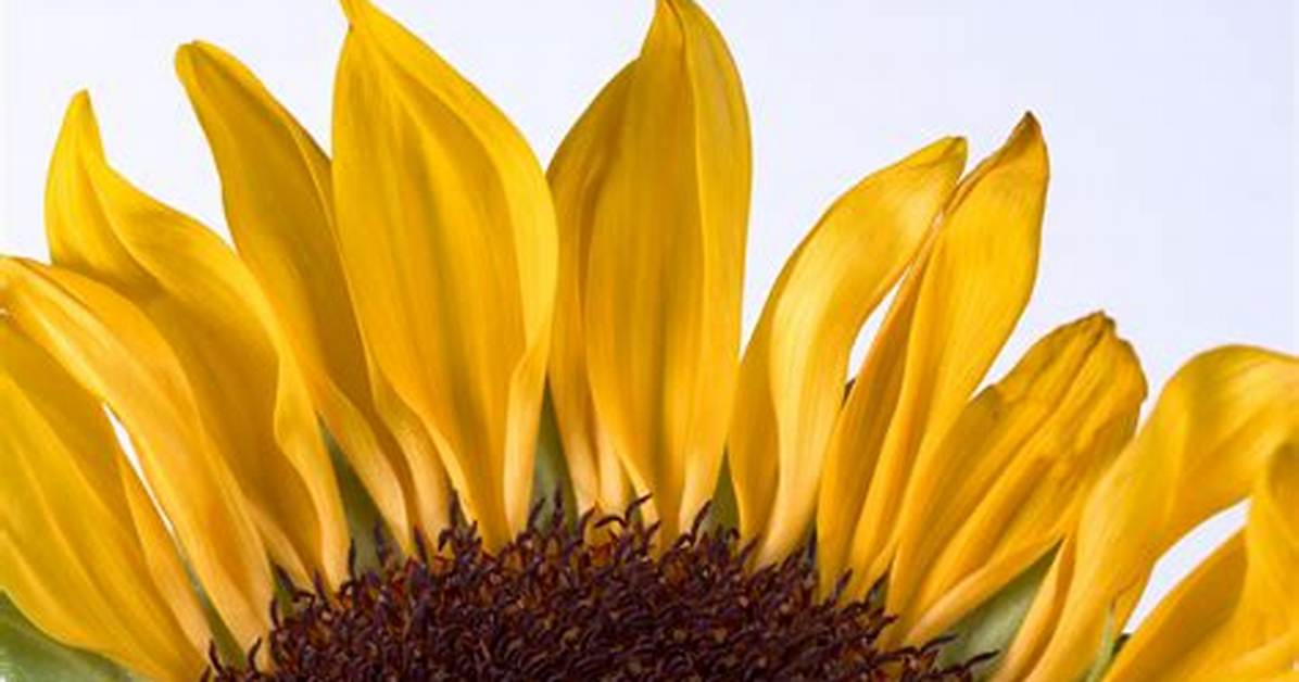 Sunflower Petals